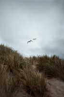 Les mouettes et les dunes de Vlieland