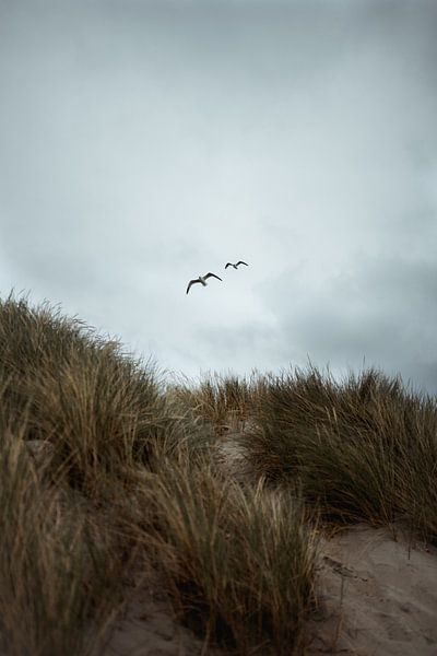 Gulls and Dunes of Vlieland by Eke Salomé