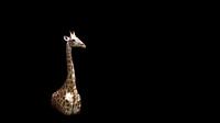 Giraffe auf Schwarz von Mario van Telgen Miniaturansicht