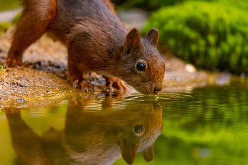 Eekhoorn (Sciurus vulgaris), knaagdier