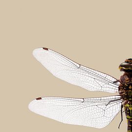 DRAGONFLY VI by Pia Schneider