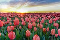 Tulipes