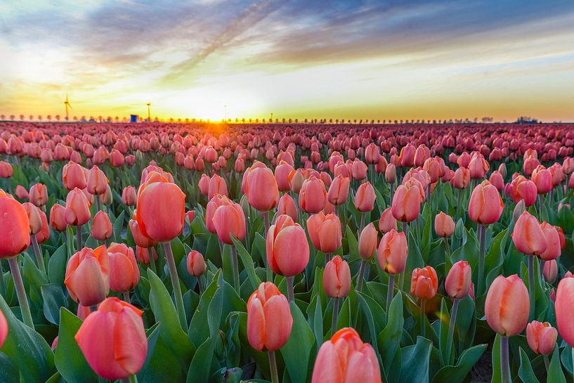 Tulips by Joyce Leenen