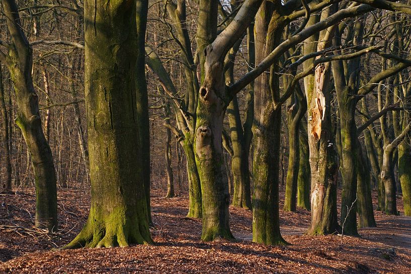 Warm afternoon light in a bare autumn forest by Gert van Santen
