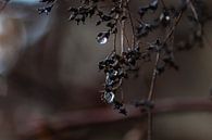 gouttes de pluie noires par Tania Perneel Aperçu