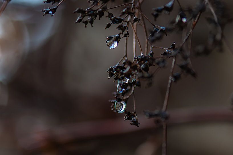 gouttes de pluie noires par Tania Perneel