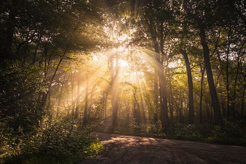 Zonneharpen Bos Loonse en Drunense Duinen