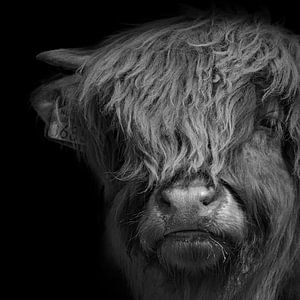Portrait d'un veau Highlander écossais sur 7.2 Photography
