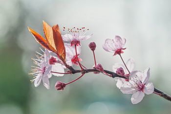 Cherry blossom in sunlight