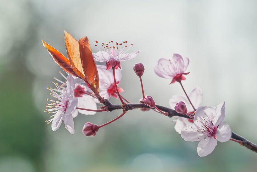 Kirschblüte in der Sonne von Arja Schrijver Fotografie