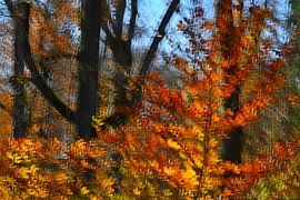 HERBSTTAG 11 von Miroslav Ptacek