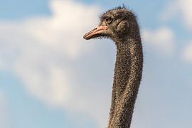 Struisvogel