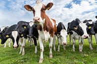 Koeien in Noord Holland van Inge van den Brande thumbnail