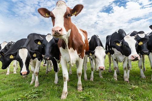 Koeien in Noord Holland