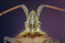 Bladpootrandwants van Harm Rhebergen