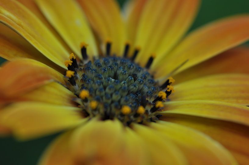 flower by Ruud Crins