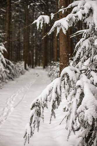 Le pays des merveilles de l'hiver