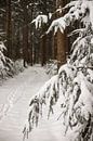 Winterwonderland van Tessa Dommerholt thumbnail