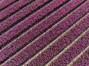 Rosa Tulpen auf landwirtschaftlichen Feldern von oben gesehen