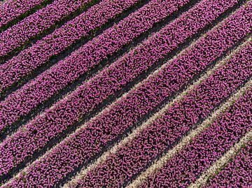 Pink tulips growing in agricutlural fields seen from above by Sjoerd van der Wal Photography
