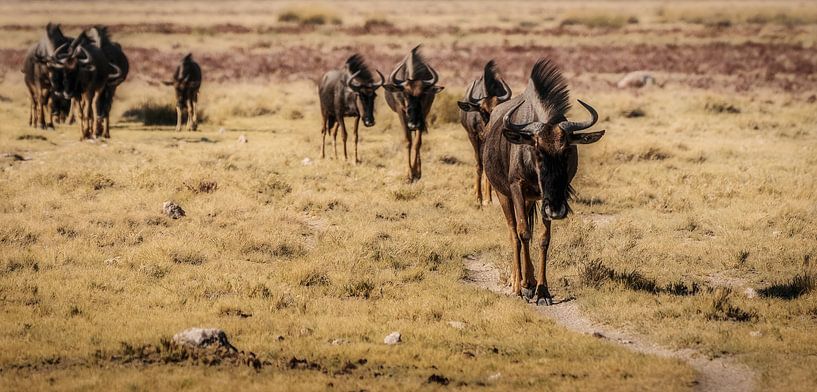 Traces of Africa by Loris Photography
