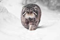 Brutale pluizige wilde kat manul op witte sneeuw komt recht op je af, kracht en pluizigheid. van Michael Semenov thumbnail