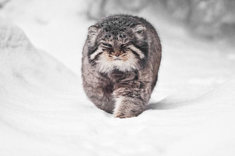 Brutale pluizige wilde kat manul op witte sneeuw komt recht op je af, kracht en pluizigheid. van Michael Semenov