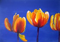 Feuertulpen