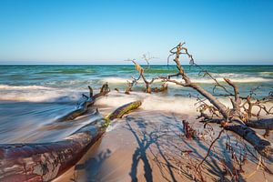 Umgestürzter Baum am Weststrand auf dem Fischland-Darß