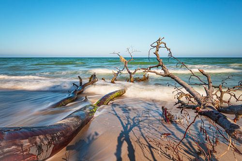Omgevallen boom op het weststrand op Fischland-Darß