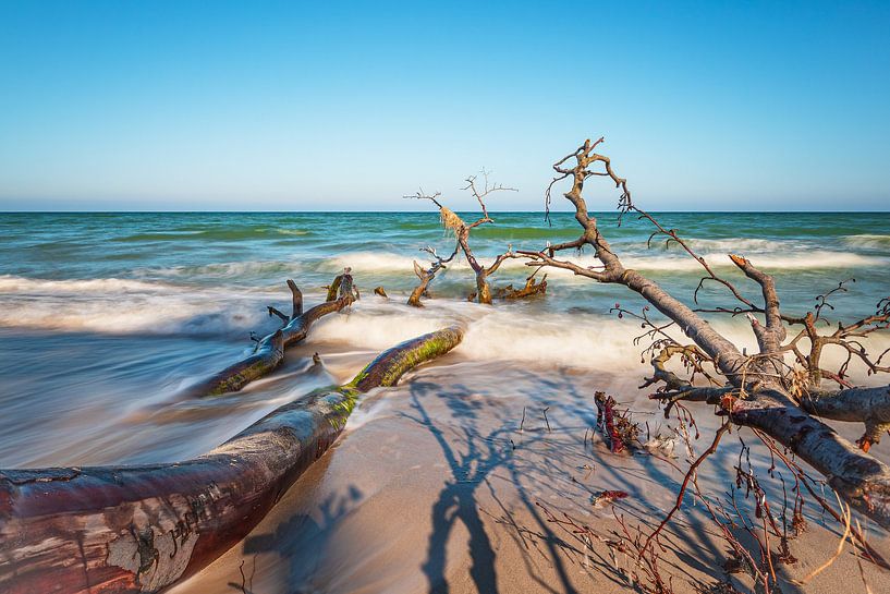 Omgevallen boom op het weststrand op Fischland-Darß van Rico Ködder