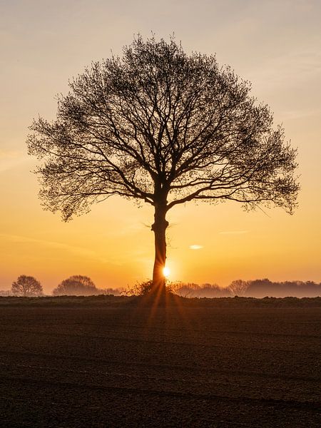 Sonnenaufgang in der Nähe eines kahlen Baumes auf dem Ackerland in Mittel-Limburg. von Karin de Jonge