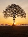 Sonnenaufgang in der Nähe eines kahlen Baumes auf dem Ackerland in Mittel-Limburg. von Karin de Jonge Miniaturansicht