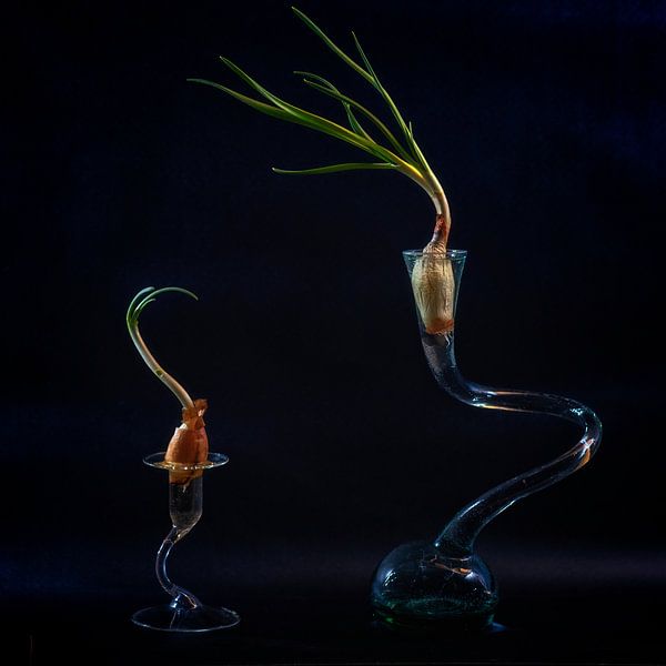 Keimen von Hanneke Luit