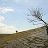 Un arbre sur une digue sur Pim van der Horst