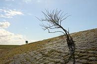 Een boom op een dijk van Pim van der Horst thumbnail