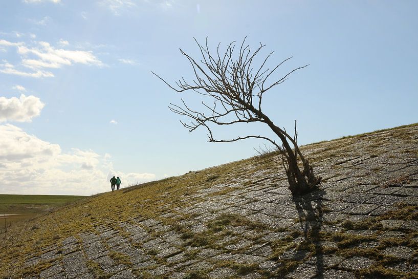 Een boom op een dijk van Pim van der Horst
