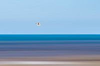 Möwe über der Nordsee
