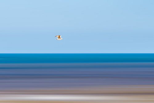 Zeemeeuw boven de Noordzee