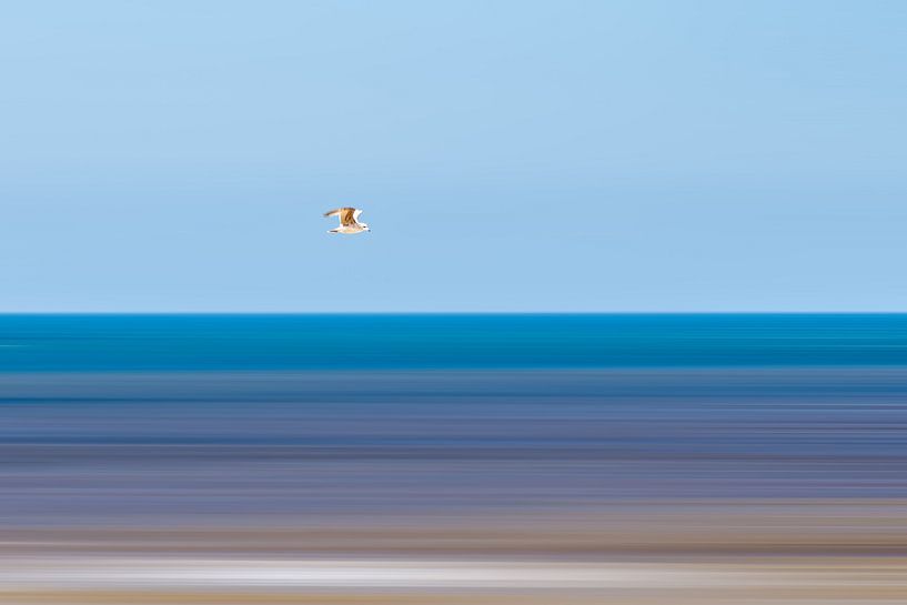 Seagull over the North Sea by Frank Kremer