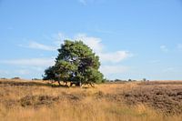 Lonely tree on the heath of Limburg