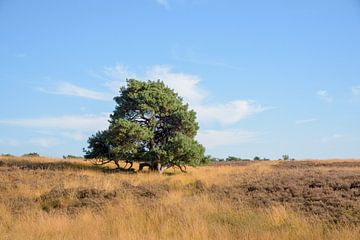 Eenzame boom op de Limburgse heide van Arjen Tjallema