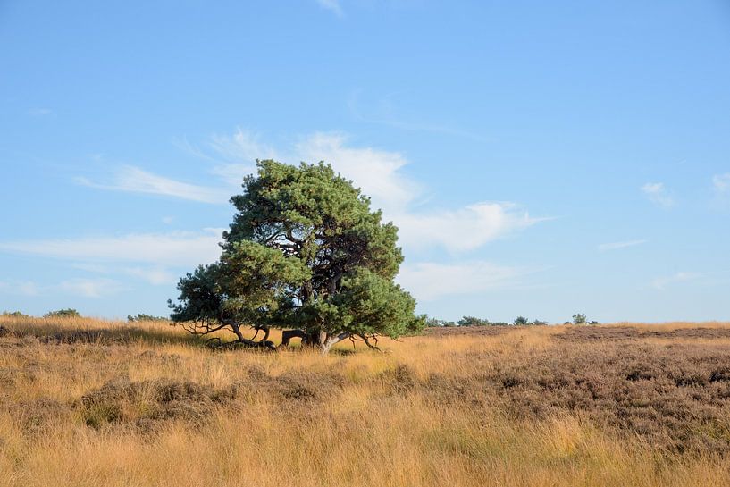 Lonely tree on the heath of Limburg by Arjen Tjallema