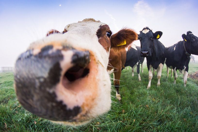 Hallo daar! by Jordy Kortekaas