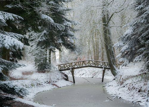 Winters tafereel in het bos