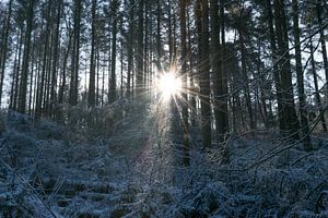 Schnee im Wald