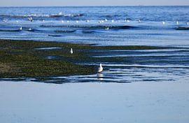 Morning atmosphere on Usedom