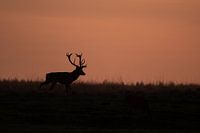 Deer at sunset