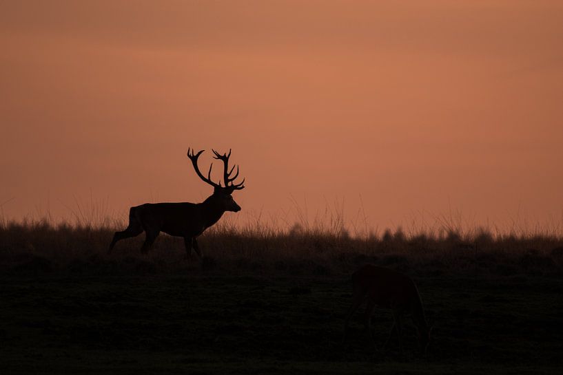 Deer at sunset van Menno Selles