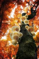 Staircase to heaven